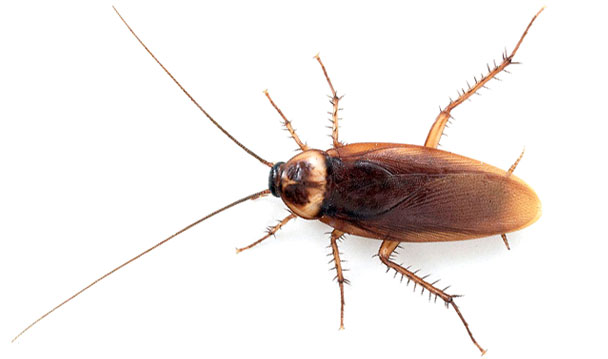imagen de cucaracha