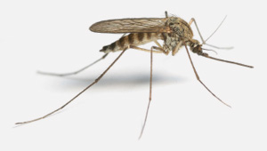 imagen de mosquito