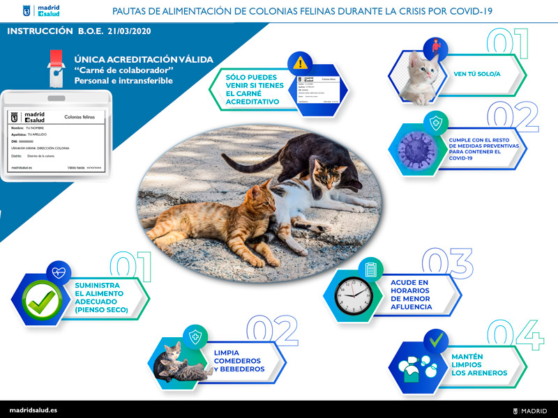 Pautas de alimentación de colonias felinas durante la crisis por COVID-19