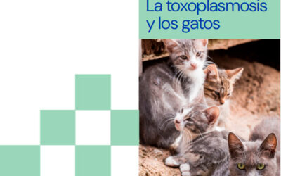 La toxoplasmosis y los gatos