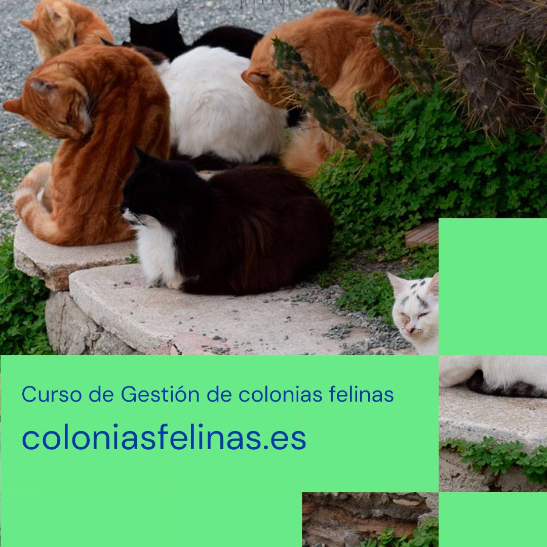 Gestión de colonias felinas