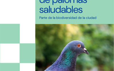 Poblaciones de palomas saludables. Parte de la biodiversidad de la ciudad