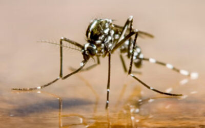 Mosquito Tigre (Aedes albopictus)