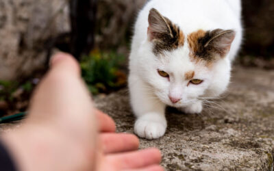 Charla informativa sobre métodos de captura de gatos comunitarios